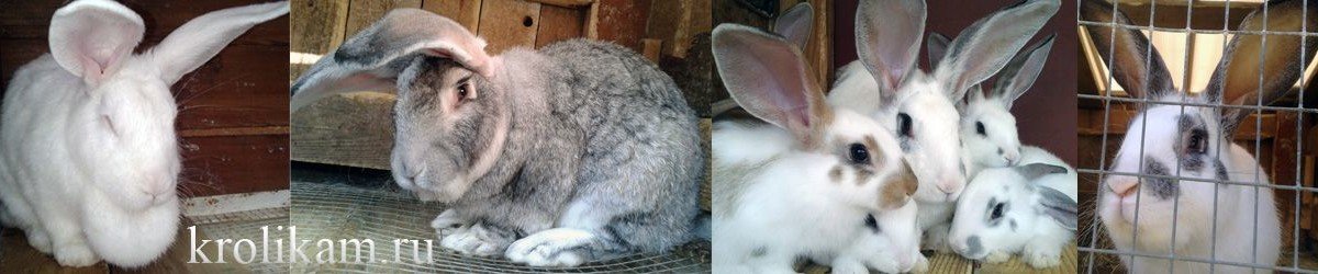 Мастит у кроликов: причины, симптомы и лечение