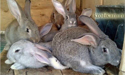 Сайт о кроликах krolikam.ru