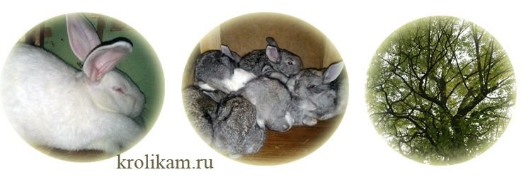 Сайт о кроликах krolikam.ru