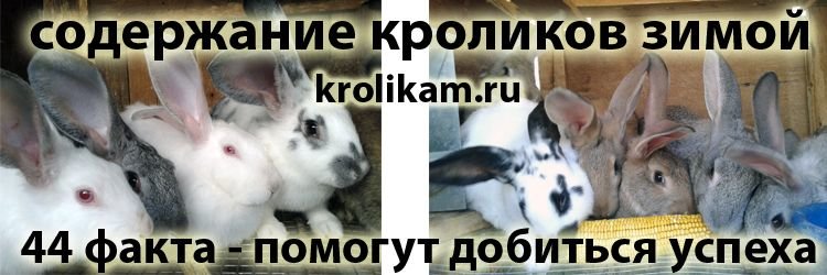 сайт о кроликах krolikam.ru