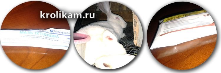 Видео болезни домашних кроликов и их лечение thumbnail